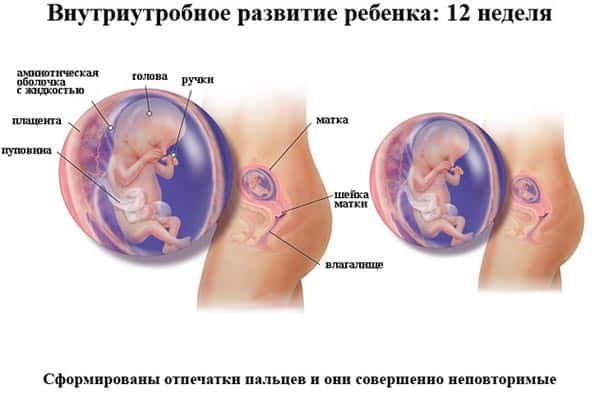 Плод на 12 неделе беременности в утробе