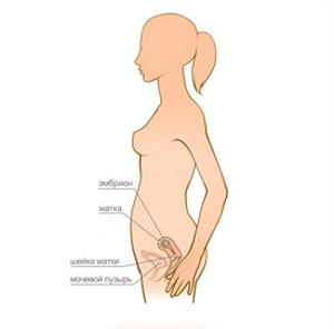 Расположение эмбриона на 4 неделе