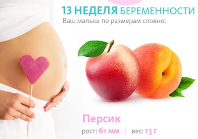 Размер плода на 13 неделе беременности